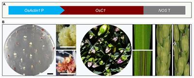 Repurposing of Anthocyanin Biosynthesis for Plant Transformation and Genome Editing